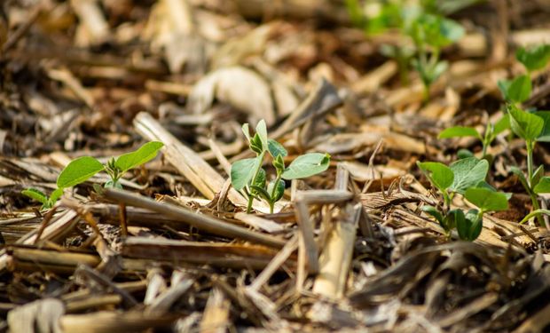 Atraso das chuvas ameaça safra 2025/26 de soja em Mato Grosso, alerta Aprosoja-MT