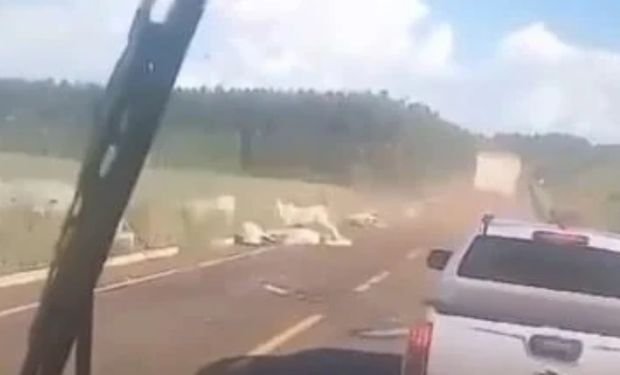 Carreta com 30 toneladas de silagem perde o freio e atropela 13 bois em rodovia de MS