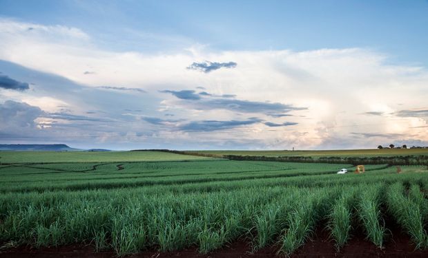 Proporção de cana destinada ao açúcar deverá ser de 47,6%. (Foto: FreePik)