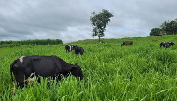 Família do Mato Grosso muda alimentação de vacas e produção de leite aumenta em  51% 