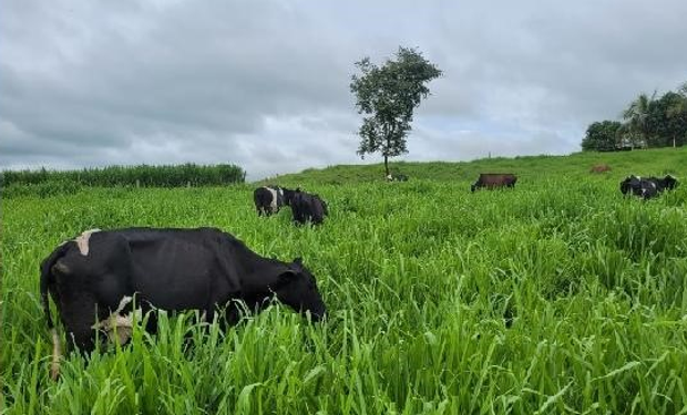 Produtor reduziu o uso de concentrado em 40%, representando uma economia de meia tonelada de ração por mês para 15 animais. (fotos - Empaer)