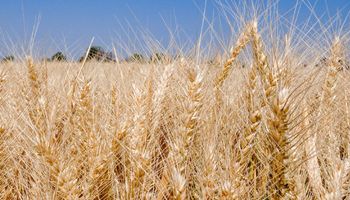 Tecnologías en trigo que superan todos los pronósticos