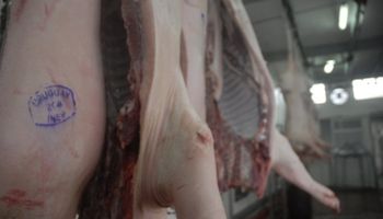 Uruguay: Aumenta la venta de carne de cerdo