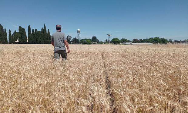 La fuerte suba de los fertilizantes impactó sobre la presión impositiva del campo