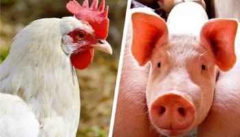 Custo de produção cai para frango e fica estável para suíno em junho