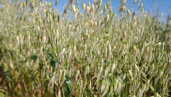 El INTA registró nuevas variedades de semillas de avena y centeno