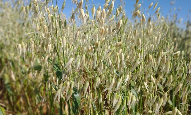 El INTA registró nuevas variedades de semillas de avena y centeno