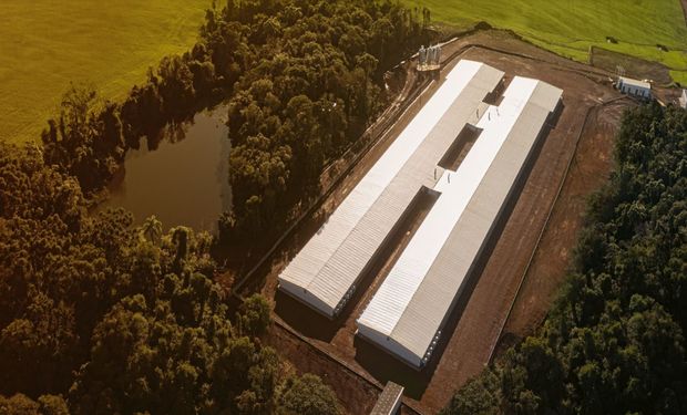 Cadeias produtivas de aves e suínos representam cerca de 13,5% do VBP do agronegócio brasileiro. (foto - ABCS)