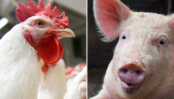 ABPA: produção de aves e suínos cresce em 2022
