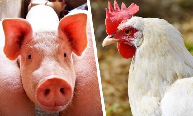 Exportação de frango cresce e de suínos cai em abril, informa ABPA