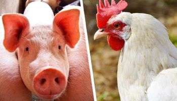 Brasil aumentará exportação de aves em 1,5% e de suínos em 12% em 2023