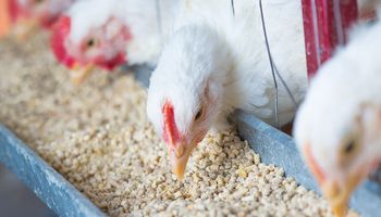 Sindirações projeta crescimento de 3% do setor de alimentação animal em 2025