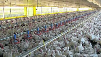 Latinoamérica representa el 20% de la producción mundial de pollos