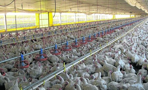 Latinoamérica representa el 20% de la producción mundial de pollos