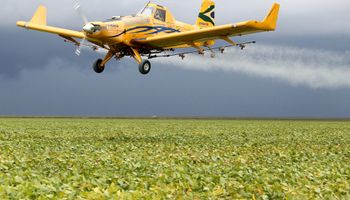 Aviões agrícolas e abelhas voam juntos no Maranhão para produzir mel