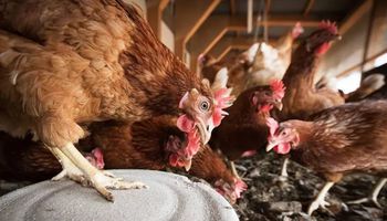 Gripe aviar: Nación pagará $ 2500 por cada ave de traspatio que se sacrificó