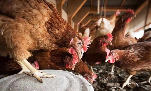 Gripe aviar: Nación pagará $ 2500 por cada ave de traspatio que se sacrificó