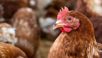 Santa Catarina confirma caso de gripe aviária em aves de subsistência e adota medidas de contenção