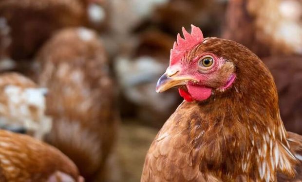 Santa Catarina confirma caso de gripe aviária em aves de subsistência e adota medidas de contenção