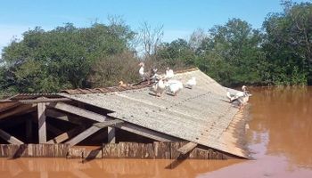 Produtores afetados pela tragédia no RS terão crédito com subvenção