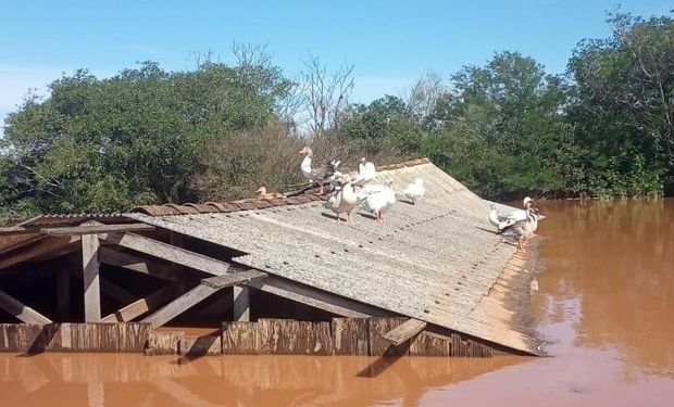 Produtores afetados pela tragédia no RS terão crédito com subvenção