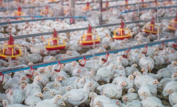 La producción de carne aviar creció un 1,7 % y aumentó el consumo per cápita durante 2020