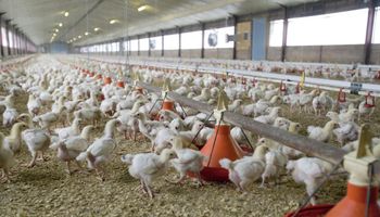 Fijan un aumento salarial para los trabajadores del sector avícola