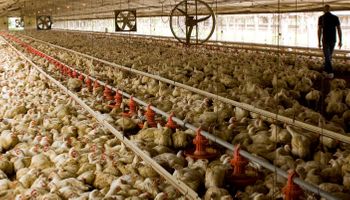 Carne aviar: Argentina pidió a China la máxima prioridad para reabrir el mercado