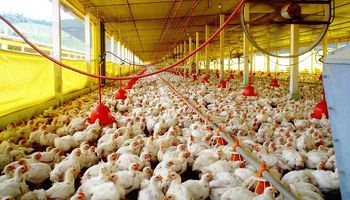 Maíz: "Hay potencial para abastecer la avicultura"