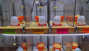 El INTA está detrás alternativas naturales para frenar el uso de antibióticos en granjas