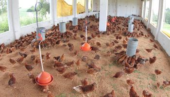 UFRGS lança manual gratuito sobre avicultura orgânica