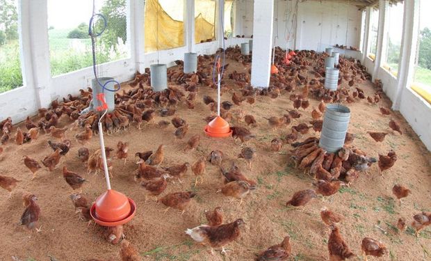 Sistema de produção cresce no Brasil e no mundo e é carente de informações técnicas específicas. (foto - Embrapa)