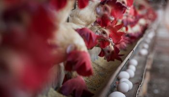 Senar lança curso sobre aves e suínos para produtores integrados
