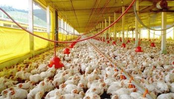 Fuerte recomposición de precios para la avicultura argentina: "Hoy estamos bien"