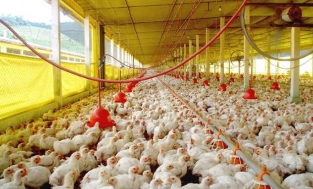 En la canasta alimentaria de los argentinos, la carne de pollo alcanza una participación de 45 kilos anuales de consumo per cápita.