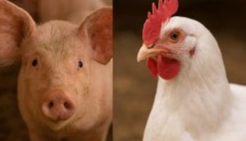 Produção e consumo de frango, suínos e ovos vão crescer em 2025, projeta ABPA