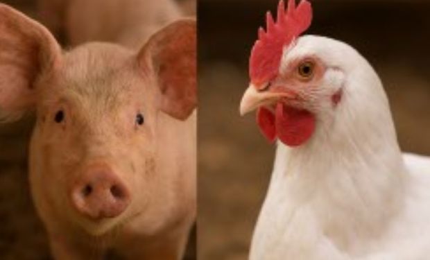 Produção e consumo de frango, suínos e ovos vão crescer em 2025, projeta ABPA