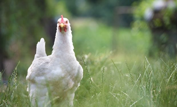 USDA: Brasil e Turquia “herdam” clientes de aves da Ucrânia