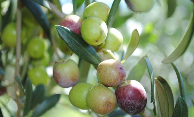 Rio Grande do Sul, maior produtor de azeite do Brasil, possui 340 produtores e 4,3 mil hectares de áreas em idade produtiva. (Foto: Embrapa)