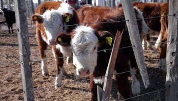 Santa Fe: coordinan acciones para combatir la garrapata bovina