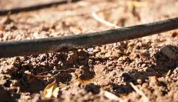 San Juan: Productores de hasta 5 hectáreas podrán tener riego gratis