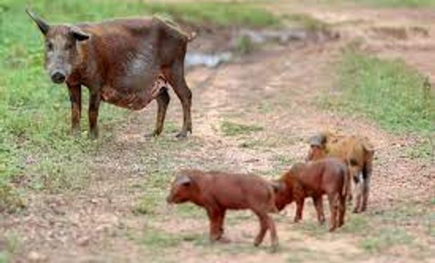 Brasil registra novos focos de peste suína clássica no Piauí