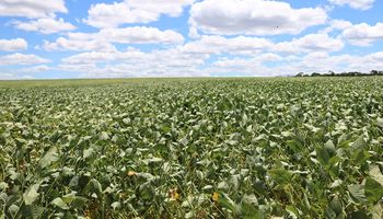 Bactéria da Caatinga vira bioinsumo contra a seca e aumenta produtividade no campo