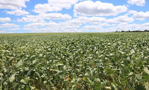 Bactéria da Caatinga vira bioinsumo contra a seca e aumenta produtividade no campo