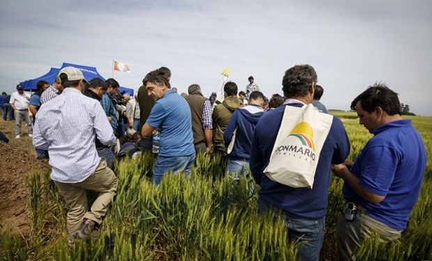 Cuándo es la DONMARIOMÁS de Trigo: el encuentro junto a los expertos que más saben del cultivo