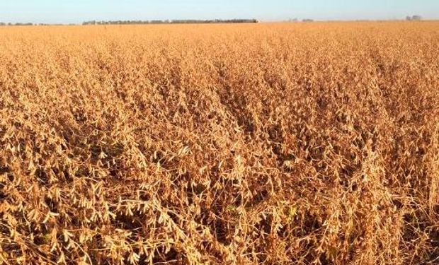 Proteína: la calidad actual de la oleaginosa deja a la harina argentina casi 2 puntos por debajo de estándar internacional.