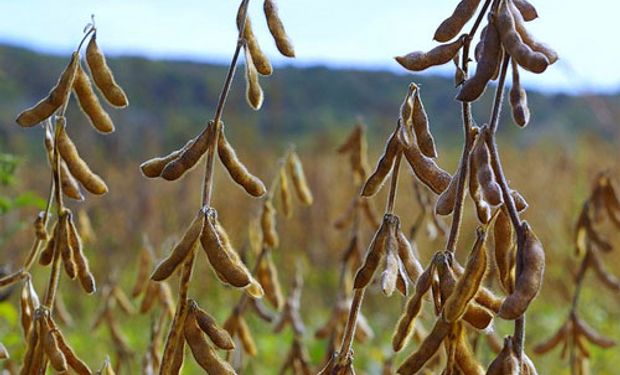 Brasil padece por la caída de los precios de las materias primas agrícolas