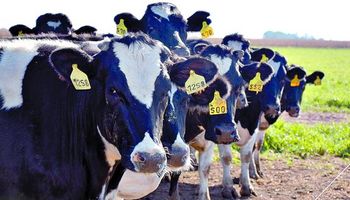 Fonterra: Nueva baja en precio de lácteos
