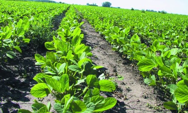 El USDA podría mejorar la condición de la soja el lunes.