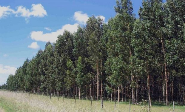 Las empresas que integran la Asociación Forestal Argentina (Afoa) elaboraron una “Propuesta de políticas públicas para el quinquenio 2015/2010”.